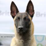 Jenifer z Lounského chovu