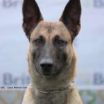 Jessya z Lounského chovu