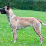 Jessya z Lounského chovu.